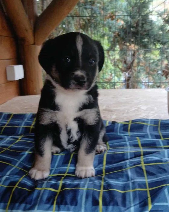 Oddam szczeniaka w dobre ręce REZERWACJA