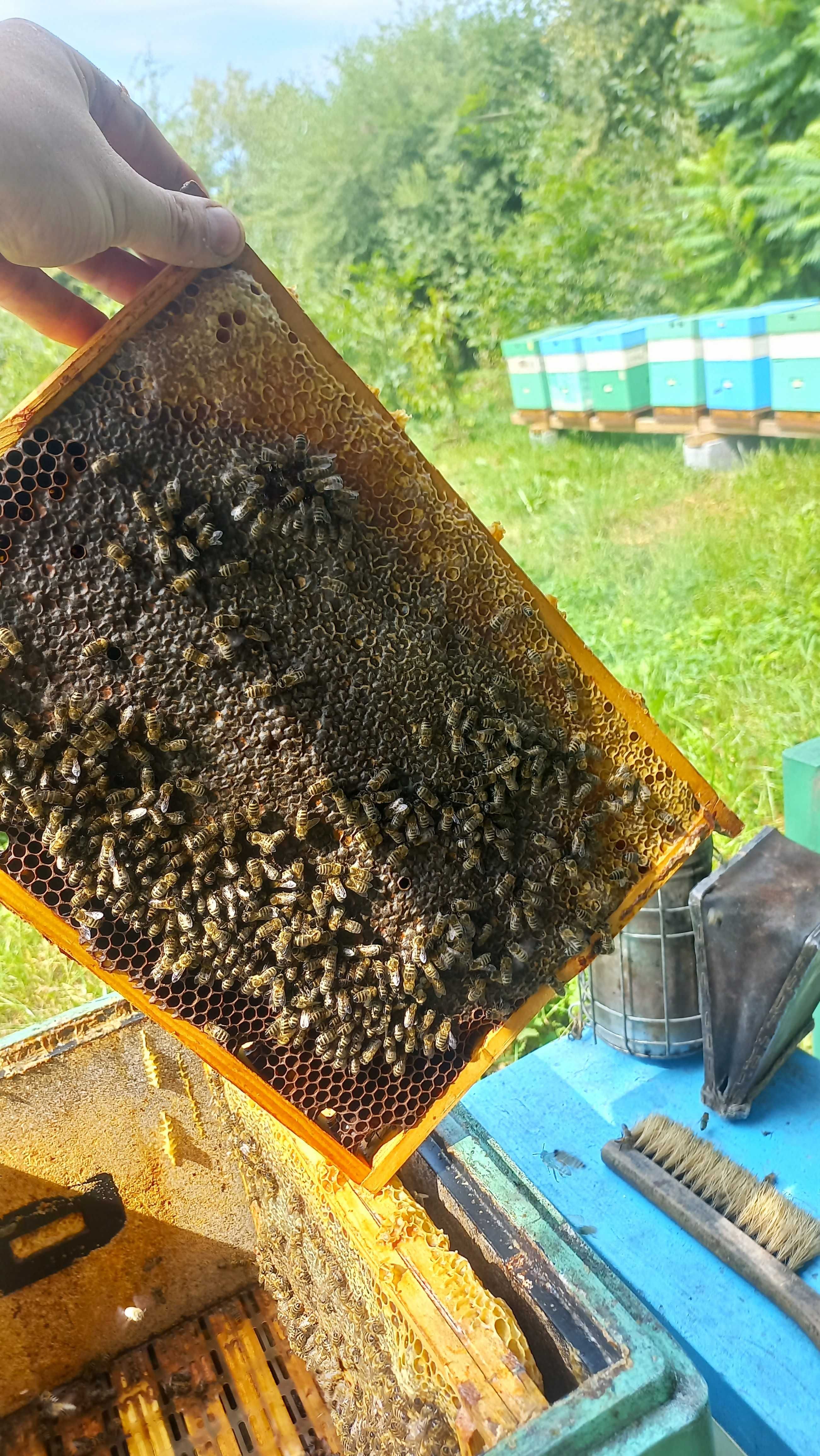 Matki pszczele, krainka (karolinka), unasiennione, nieunasiennione