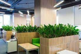 Кімнатні рослини - послуги по догляду, консультації