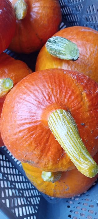 Dynia hokkaido 15 kg bez nawozów z własnej działki