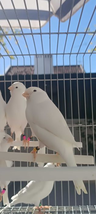 Canários machos - Brancos Recessivos