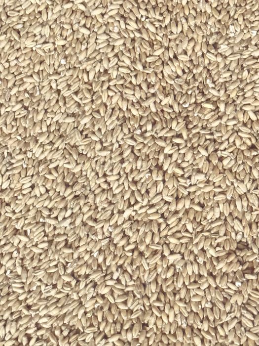 Sprzedam pszenzyto .