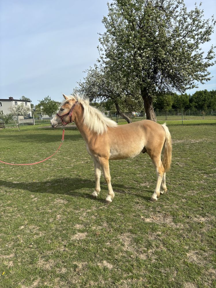 Ogierek rasy haflinger