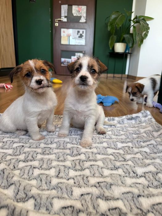 Jack Russell Terrier ZKwP FCI