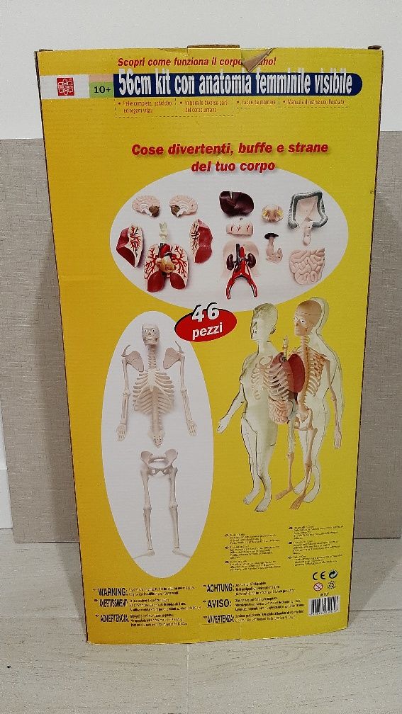 Corpo humano- Kits de anatomia humana