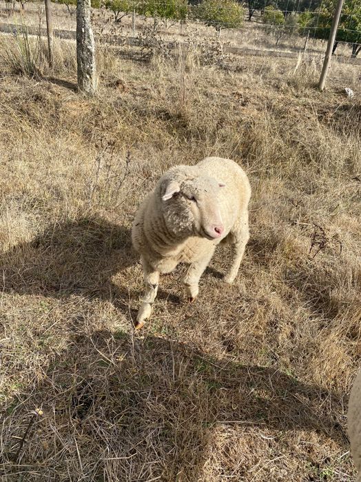 Borrego com 7 meses