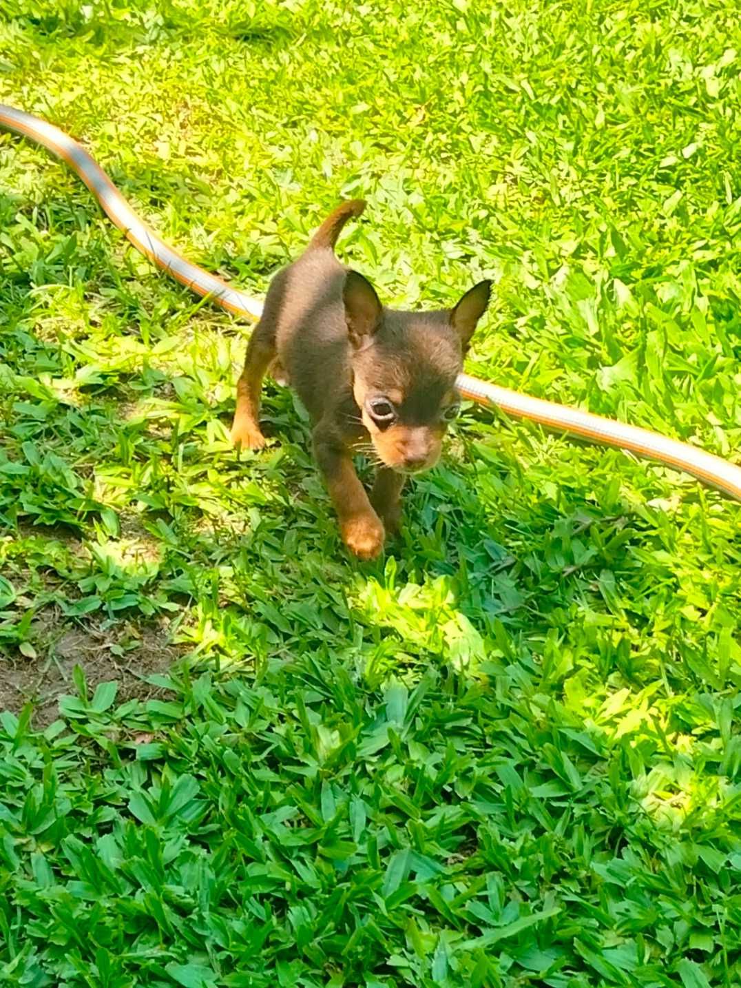 Pinscher fêmea tamanho zero