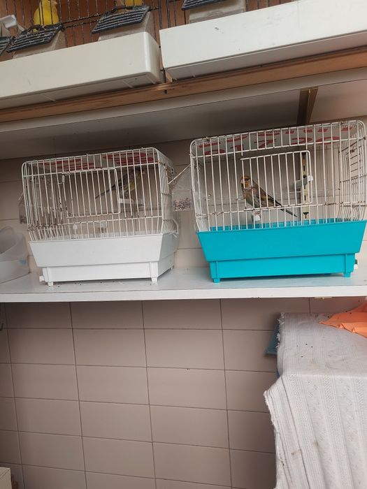 Canários e travessos  deste ano para venda