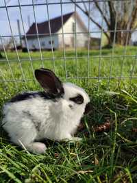 Продам кроликів породи Німецького строкач