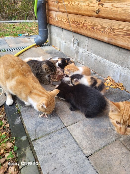 Oddam kotki za darmo