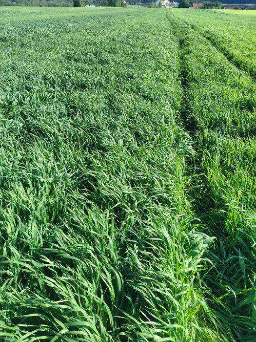 owies ozimy zimowy snowbird