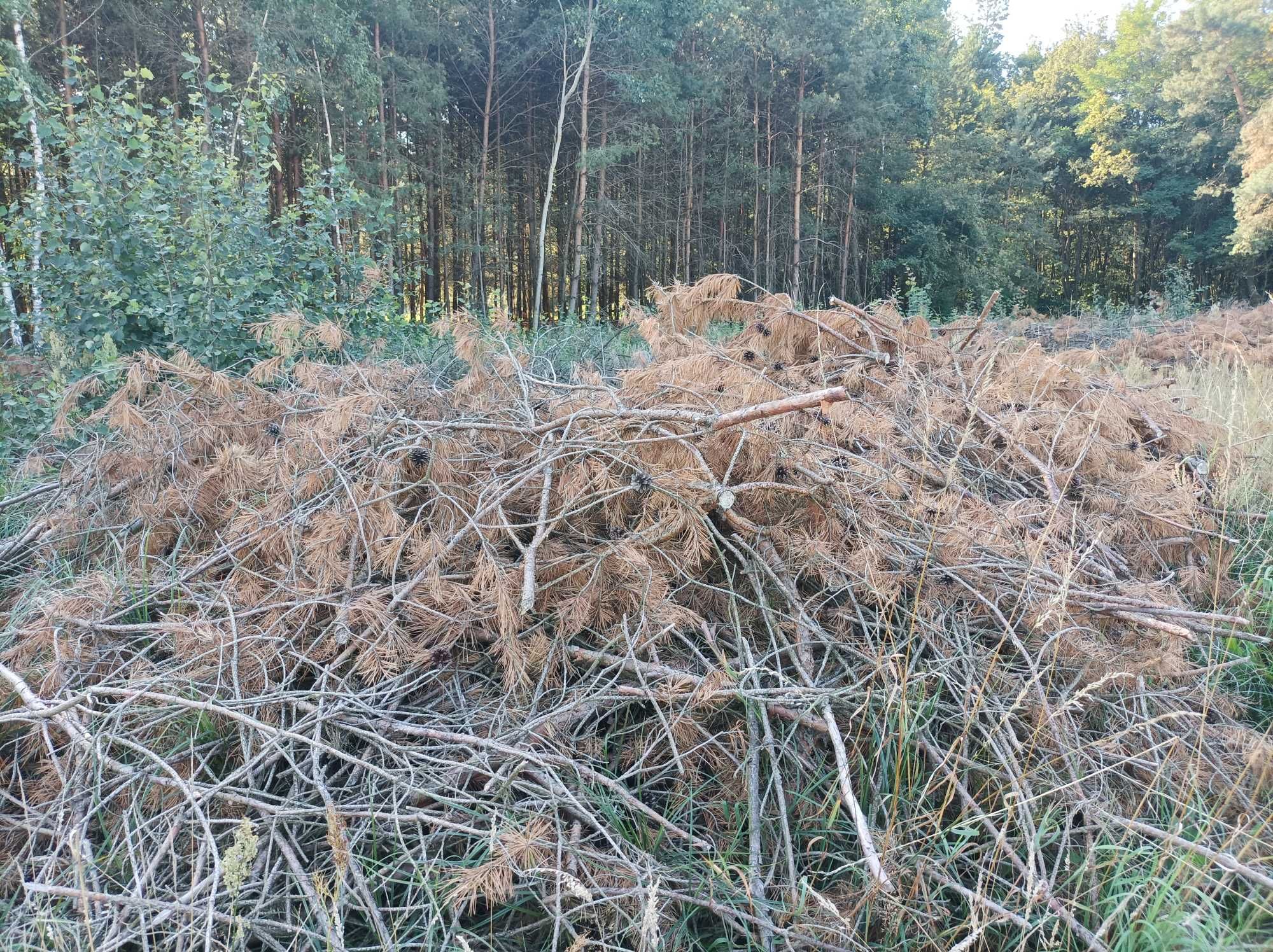 Galezie od brzozy i  sosny  za dopłatą ode mnie  do zabrania . !!