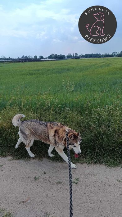 Krokiet szuka domu < 3