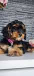 Cavapoo, UNIKATOWA barwa Badania, szkolenie komplet szczepien