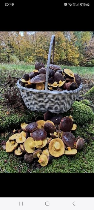 Grzyby suszone I marynowane opieńki Borowik Rydze Podgrzybek