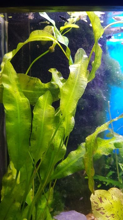 Aponogeton crispus sprzedam
