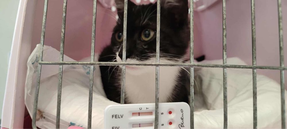 Przystojny młody kawaler do adopcji