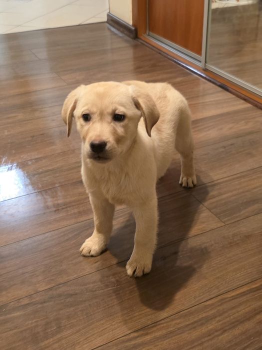 Labrador Retriever suczka FCI  DO ODBIORU