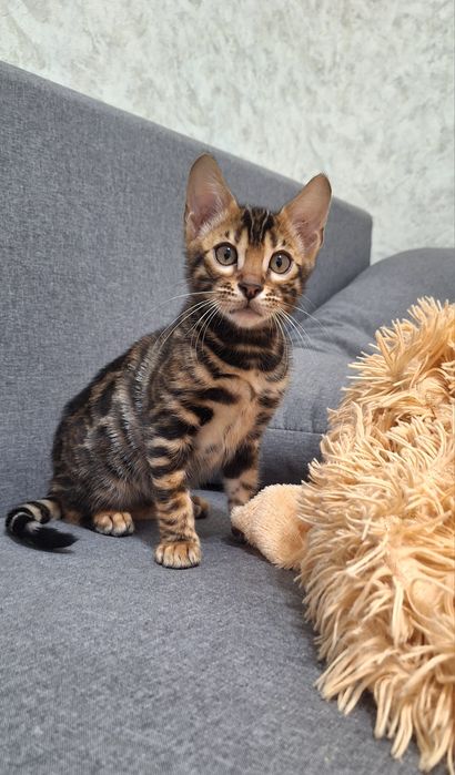 Бенгальське кошеня