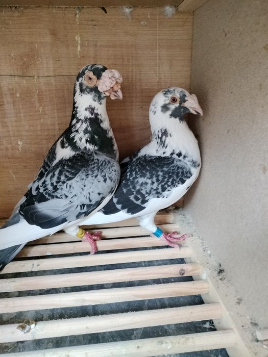 Gołębie staropolskie