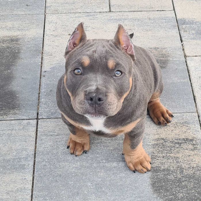 American Bully - Silny 3-mc chłopak Ideał