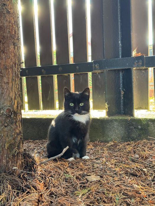 Młode podrzucone kociaki poszukują domu