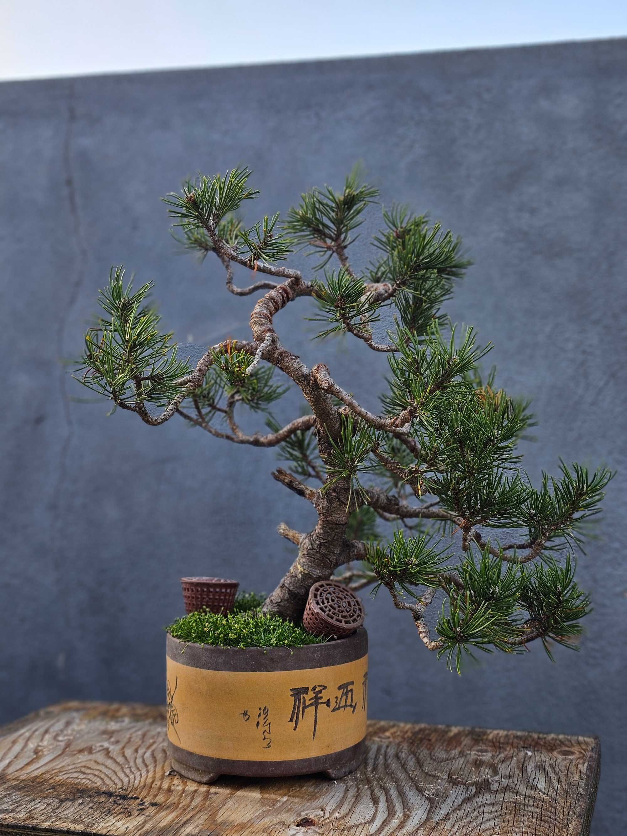 Bonsai pinus mugo