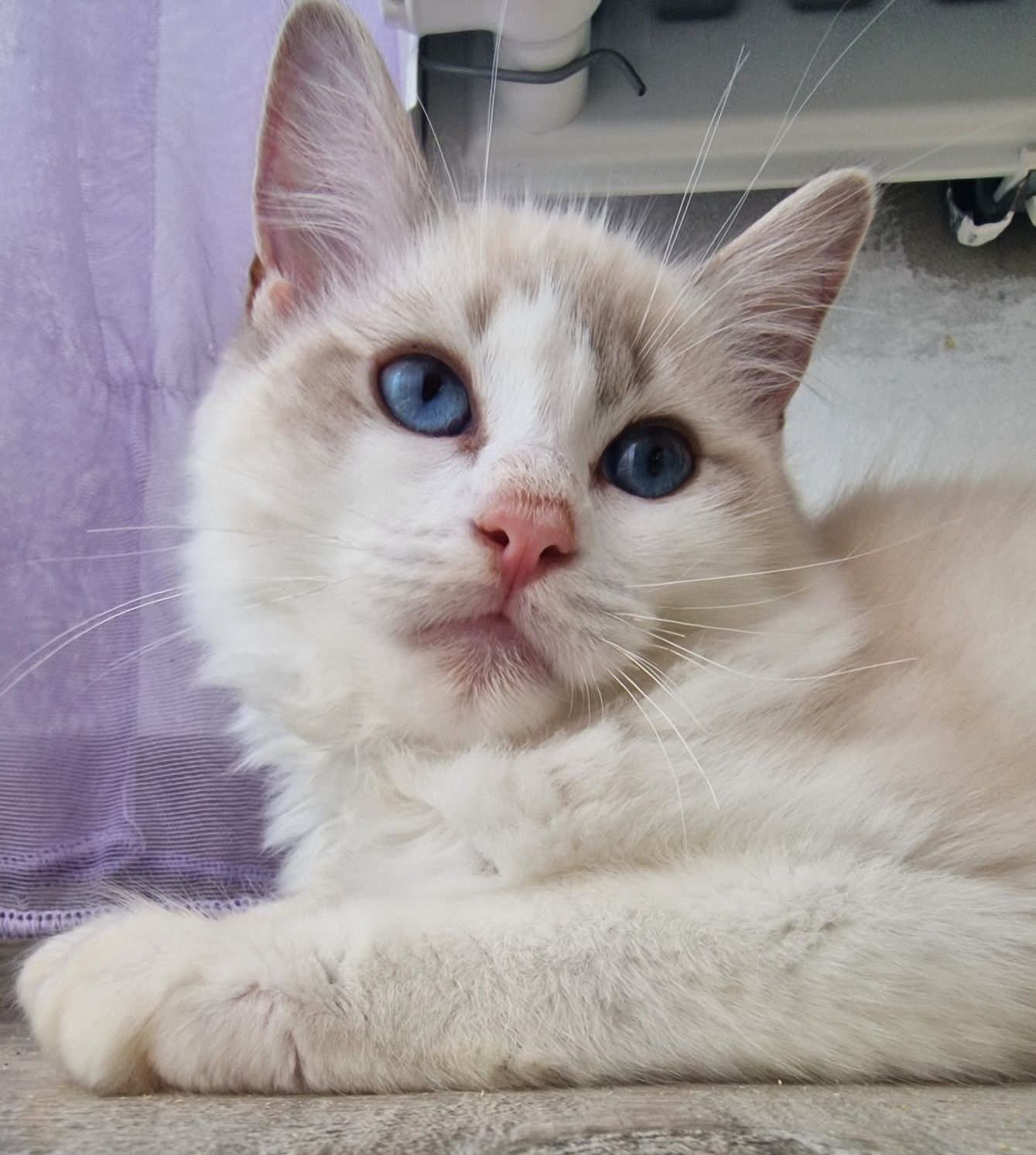 Kotka Ragdoll blue bicolor lynx