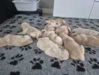 Golden Retriever jasnozłoty/zloty piesek Hugo odbior po 20 sierpnia