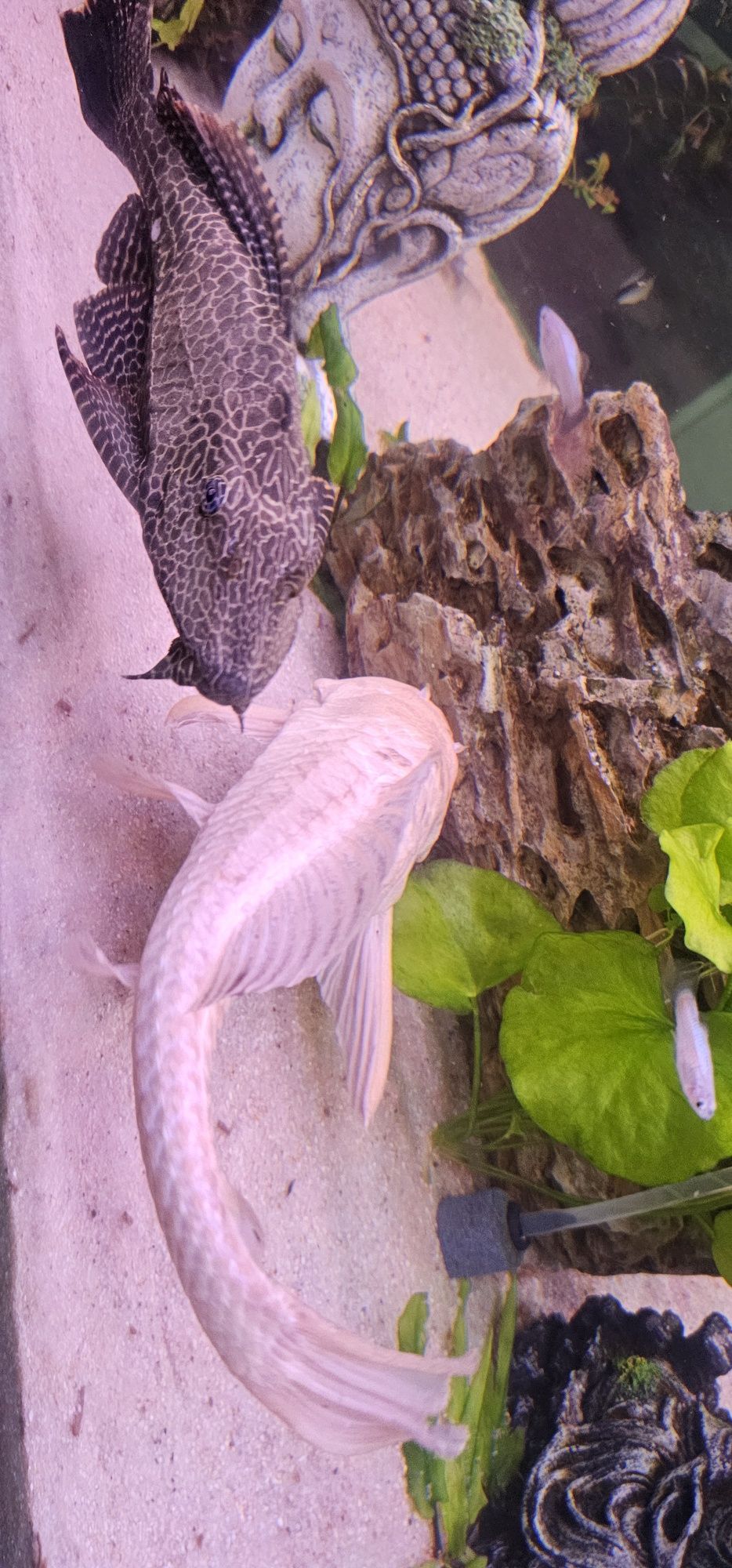 Pleco Albino c/ 30cm +/-
