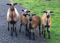 Owce Kamerunskie duze ilosci