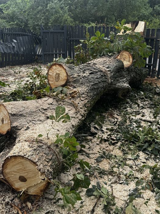 Wycinka drzew,  drzew trudnych, czyszczenie