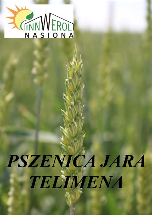 Pszenica jara Telimena - materiał siewny kwalifikowany