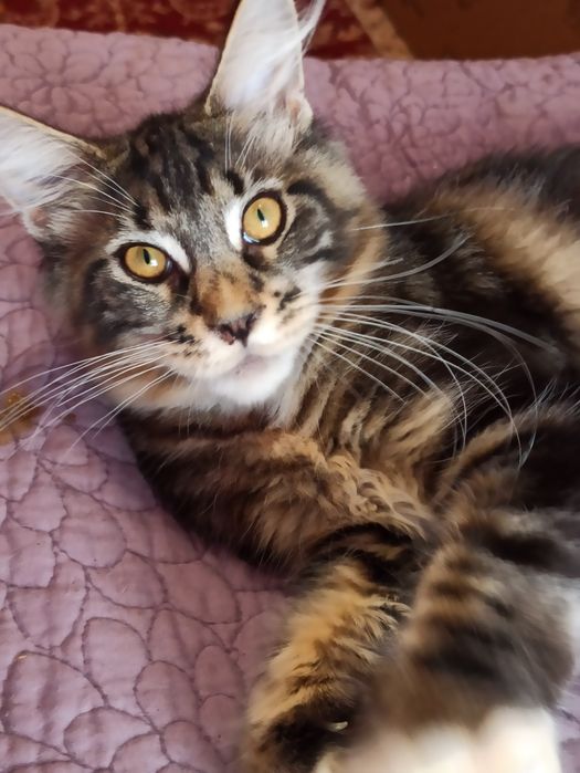 Куночка черепашка із розплідника