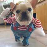 Traje Halloween Roupa Cão