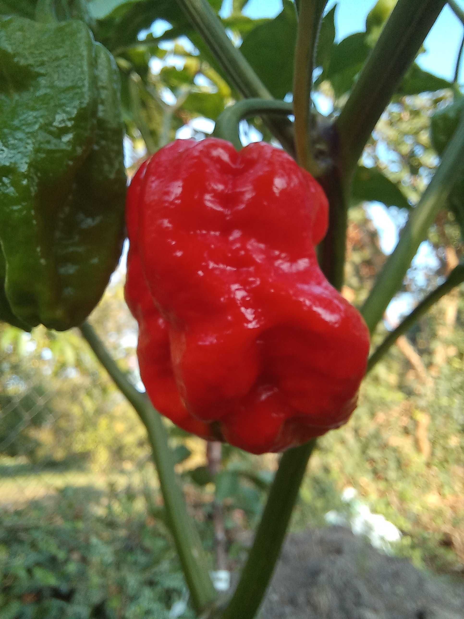 Papryka chilli gkost pepper , 7pot buble gum