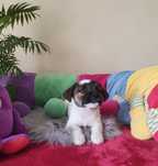 Jack Russell Terrier