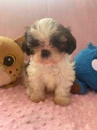 SHIH TZU piesek z rodowodem