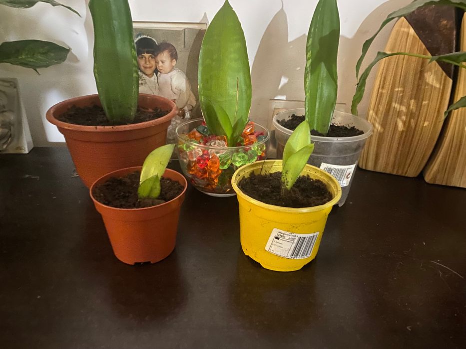 Plantas de casa e decoração