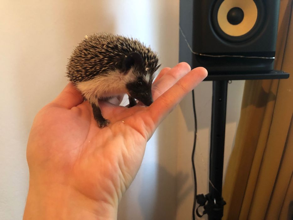 Młode Jeże Pigmejskie