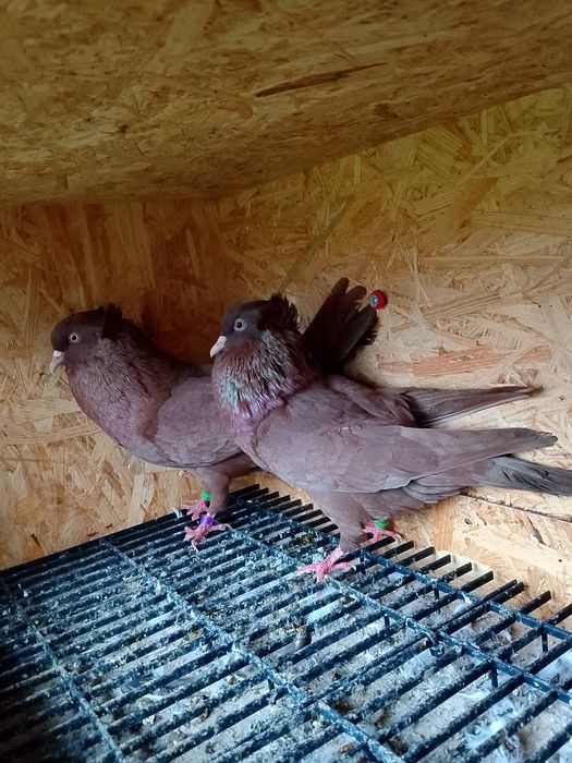 Gołębie garłacze górnośląskie 25r młode