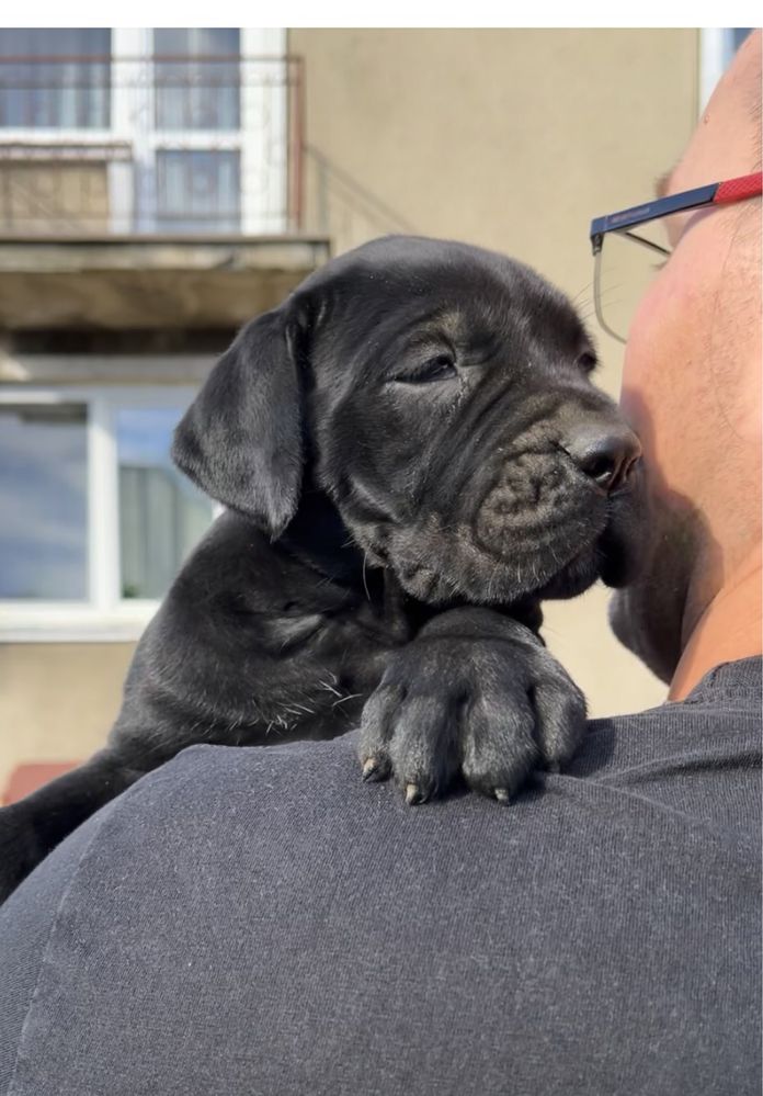 Cane Corso Italiano