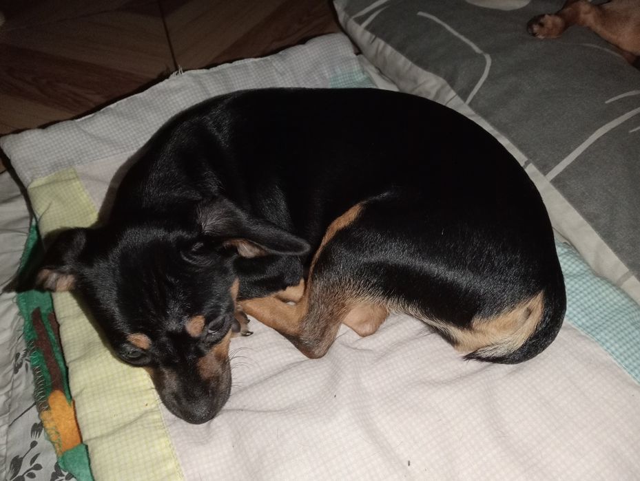 Цуценята тойтерьера