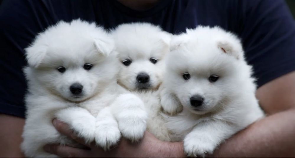 Samoyed juz do odbioru oraz do rezerwacji