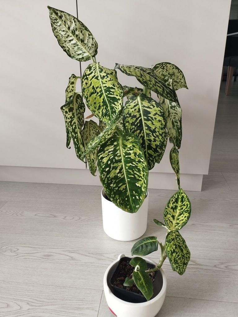 Diffenbachia reflektor sadzonka