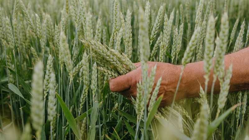 Насіннєва озима пшениця Реформ II -репродукція