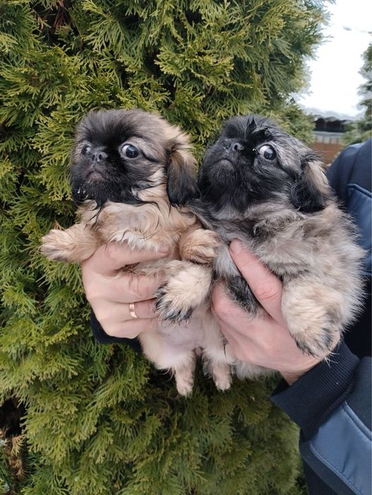 Продам цуценят Пекінесиків