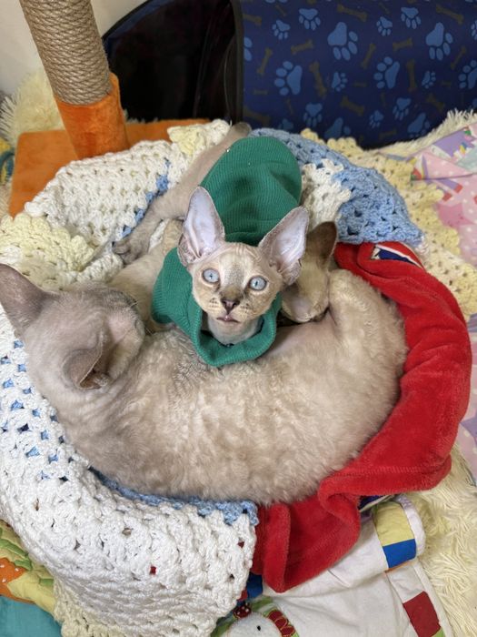 Красивенный Джастин ищет маму