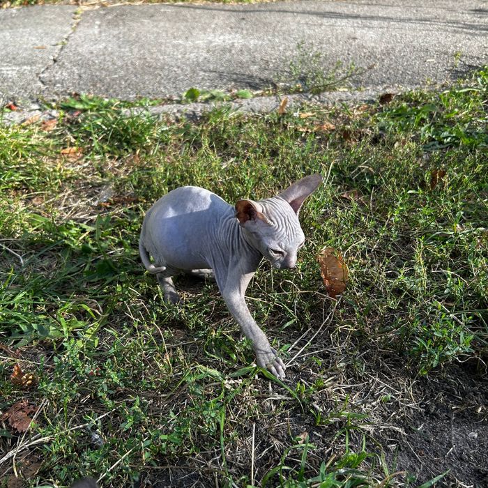 Шукаємо люблячих господарів для донських сфінксів!