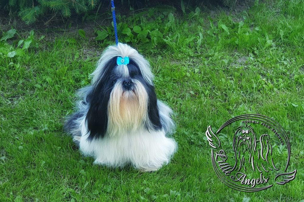 Shih tzu piekny bialo mahoniowy chłopiec